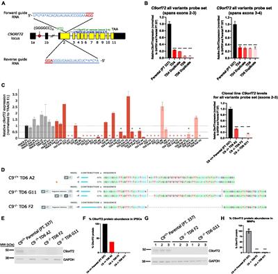 Reduced C9orf72 expression exacerbates polyGR toxicity in patient iPSC-derived motor neurons and a Type I protein arginine methyltransferase inhibitor reduces that toxicity